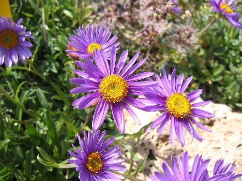 重冠紫菀：紫色的梦幻