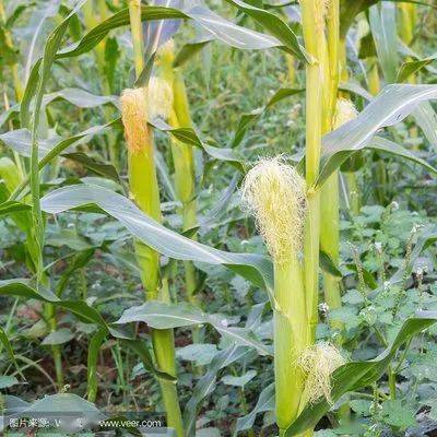 除草剂， 也是关键