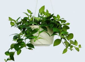 中性树种， 喜温暖湿润、雨量丰沛的气候，并要求肥沃、疏松酸性土壤