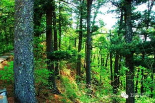 雪松的耐寒嫩力探讨