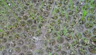 立枯病与绵腐病的防范