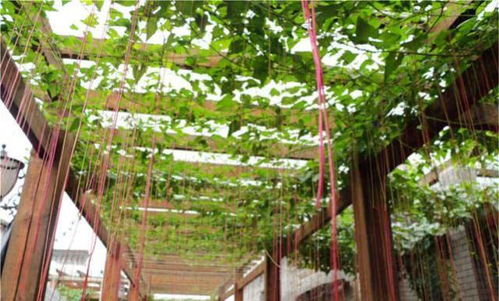 藤蔓的种植技巧