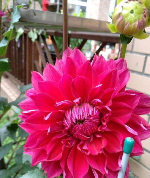 大丽花的日常养护，你真的懂了吗？