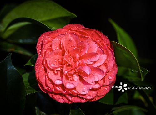 茶花怎么养？图片大全里有哪些品种