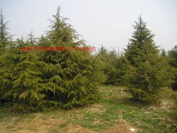 李姐的种植心得， 成本直降35%