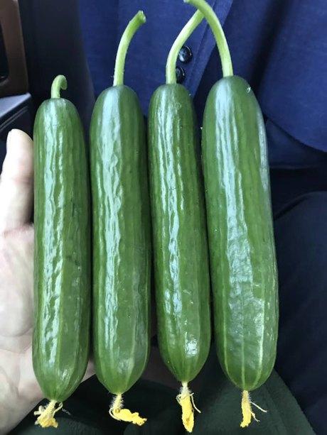 水果黄瓜籽怎么种？适合在哪个季节播种