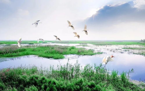 紫羊茅：水土流失克星