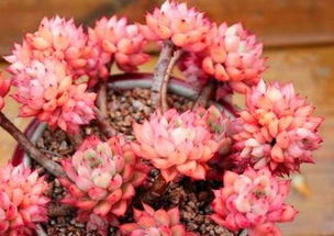 实测对比：零下5℃种角堇， 成本低到不敢信