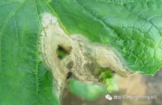 揭秘黄瓜灰霉病防治秘籍：高效策略与发病规律解析