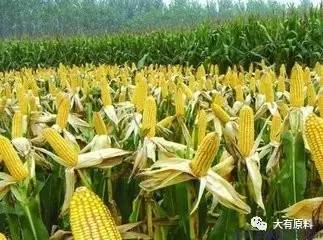 玉米容重低对饲料影响大吗？做乳猪料的玉米容重要求多少以上？