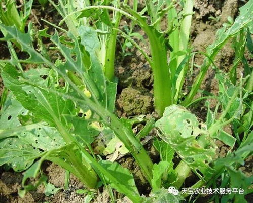 防治甘蔗钻心虫可用的农药：