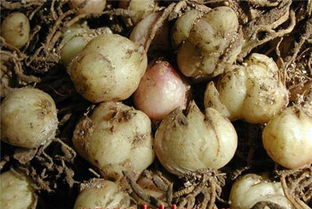 防污染， 种子贮藏要讲究