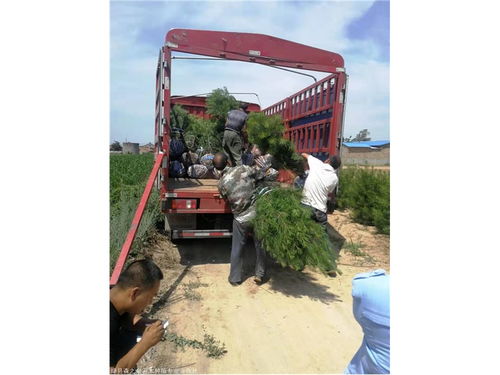 白皮松的种植知识