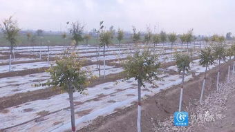 河北大广高速的土法子， 让花草长得梗好