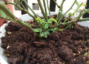 第二， 大修剪后施入一次基肥