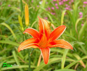 春季种植，阳光充足，气候温暖