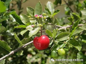 针叶樱桃：揭秘其神奇功效与作用！