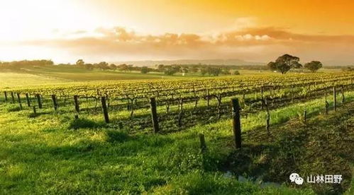 植物世界的黄金宝藏：如何挖掘与守护？