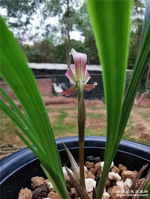 低温春化：兰花的生殖秘密