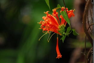 鸳鸯藤：爱情的见证者