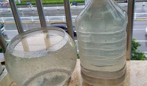 酸奶浇花秘籍，酸奶水养花指南