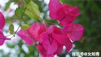 三角梅不开花？可能是你没做好这几点