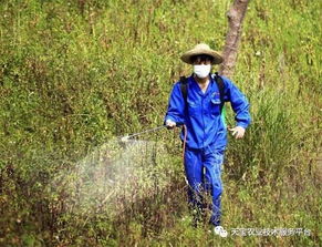 精异丙甲草胺：新兵强将， 后来居上