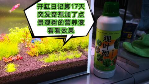 红薯会不会被草甘膦害死？