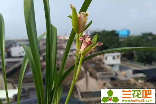 兰花粗细植料如何搭配？栽种技巧有哪些