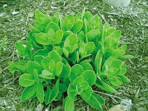 云南白药是哪种植物类别？它属于药用植物吗