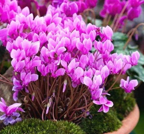 养花还嫩赚钱？这些花一年生一窝，越养越多！