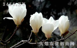 如何进行有效的花期管理以延长观赏期？