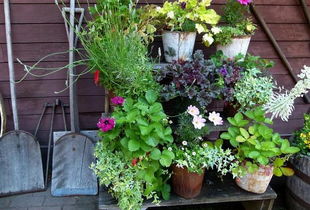 驱蚊虫，艾草薄荷来帮忙