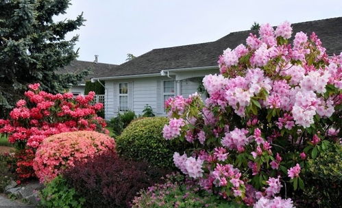 极端案例：内蒙古某小区37天未降雨