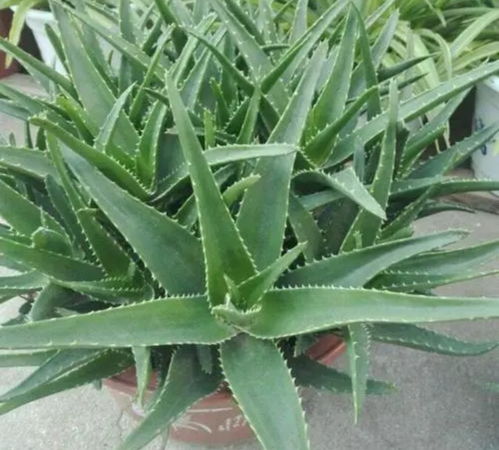 芦荟种植技巧，如何让盆栽茁壮成长