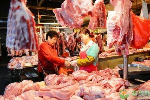 普宁猪价网今日猪价是多少？普宁地区猪肉价格有何最新动态和趋势？