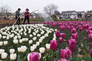 花为谋， 振兴之路