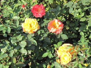 月季花：室内养护之谜