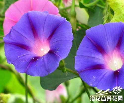 牵牛花，寓意等待爱情与美好希望的花卉