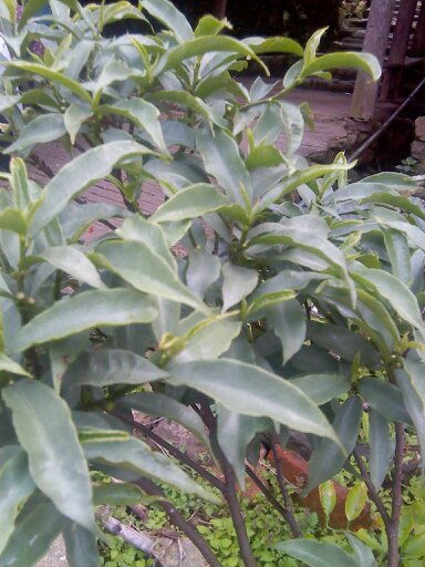 养血安神，益气健脾