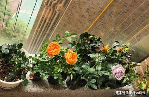 月季虫灾来袭，怎么办？