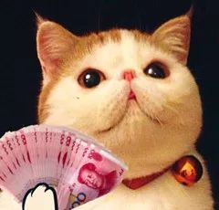 金花代表什么生肖？难道是猫咪家的小宝贝