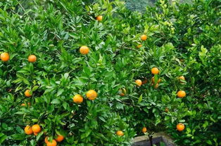 根系问题：柑橘黄化的“罪魁祸首”