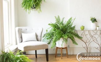 教室里的绿色小天地：净化空气的植物选择