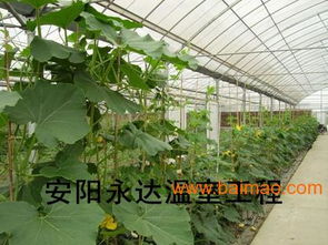 吊钟花也爱美，大棚里也Neng养