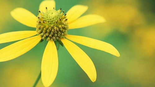 扁豆花，生活的调味品