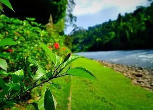 海南的独特树木， 大自然的绿色瑰宝