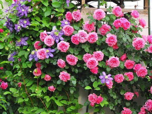 海南阳台的植物贵族们