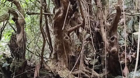 第一步：挖掘树桩