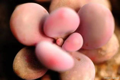 夏天种植多肉桃蛋的甜蜜挑战